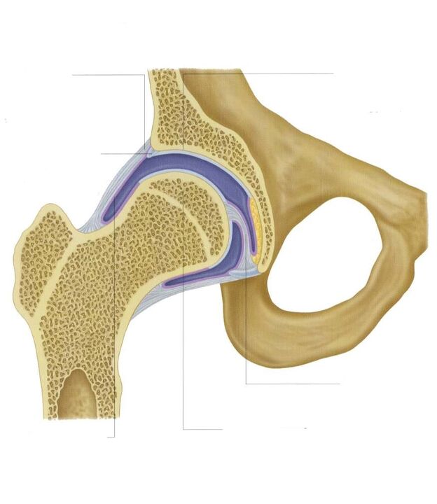 Sezione dell'articolazione dell'anca